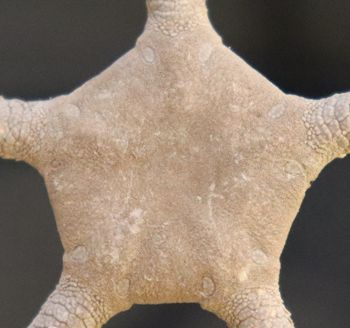 Media type: image; Invertebrate Zoology OPH-230